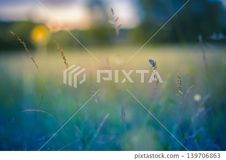 Serene spring artistic meadow flowers blur trees forest field peaceful nature closeup Serene spring artistic meadow flowers blur trees forest field peaceful nature closeup 139706863