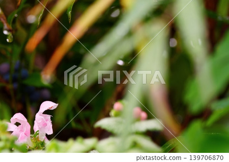 淡粉紅色的紫菀花上掛滿了雨滴 淡粉紅色的紫菀花上掛滿了雨滴 139706870