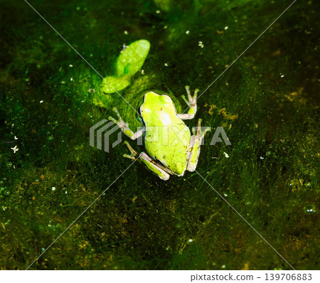 A scene I found in a rice paddy during the rainy season: a tree frog floating on the water. A scene I found in a rice paddy during the rainy season: a tree frog floating on the water. 139706883