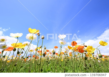 Blue sky and colorful poppy flowers 139706947