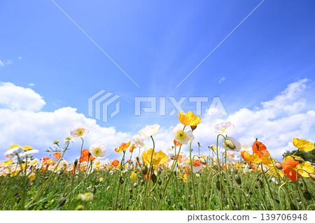 Blue sky and colorful poppy flowers Blue sky and colorful poppy flowers 139706948