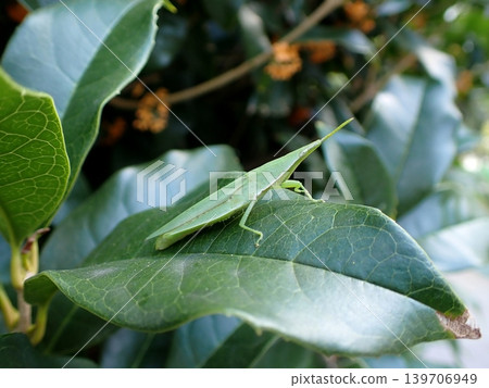 Osmanthus and grasshoppers Osmanthus and grasshoppers 139706949