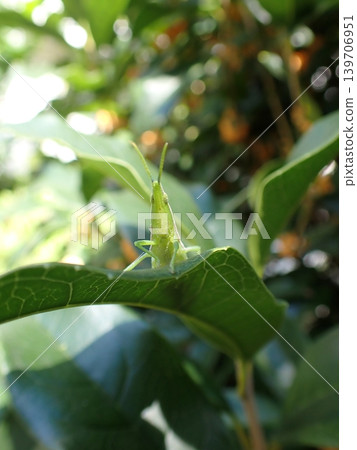 Osmanthus and grasshoppers Osmanthus and grasshoppers 139706951