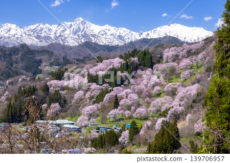 長野縣上內郡小川村高府,大山櫻、江戶彼岸盛開的二反田櫻花,以及殘雪纏綿的北阿爾卑斯五龍山。 長野縣上內郡小川村高府,大山櫻、江戶彼岸盛開的二反田櫻花,以及殘雪纏綿的北阿爾卑斯五龍山。 139706957