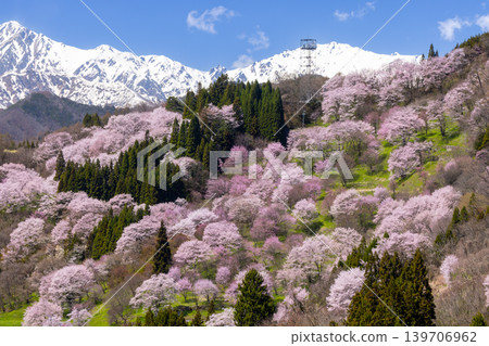 長野縣上內郡小川村高府,大山櫻、江戶彼岸盛開的二反田櫻花,以及殘雪纏綿的北阿爾卑斯五龍山。 長野縣上內郡小川村高府,大山櫻、江戶彼岸盛開的二反田櫻花,以及殘雪纏綿的北阿爾卑斯五龍山。 139706962