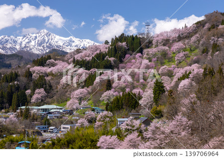 Takafu, Ogawa Village, Kamiminochi District, Nagano Prefecture - Cherry blossoms of Nitanda with Oyamazakura and Edohigan in bloom, and snow still remaining on Mt. Goryu in the Northern Alps Takafu, Ogawa Village, Kamiminochi District, Nagano Prefecture - Cherry blossoms of Nitanda with Oyamazakura and Edohigan in bloom, and snow still remaining on Mt. Goryu in the Northern Alps 139706964