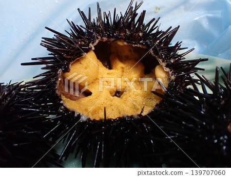有殼的海膽 有殼的海膽 139707060