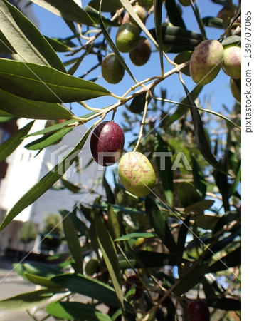 Olive fruit 139707065