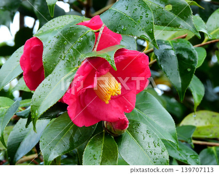 紅山茶花 紅山茶花 139707113