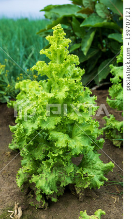 Fresh green curly lettuce (Lactuca sativa) growing on an organic vegetable farm. 139707121