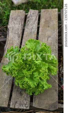 Fresh green curly lettuce (Lactuca sativa) growing on an organic vegetable farm. Fresh green curly lettuce (Lactuca sativa) growing on an organic vegetable farm. 139707126