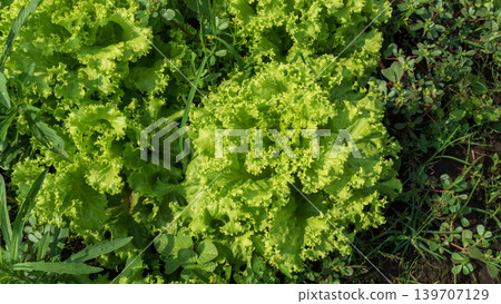 Fresh green curly lettuce (Lactuca sativa) growing on an organic vegetable farm. 139707129