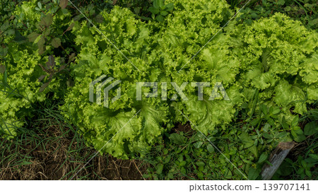Fresh green curly lettuce (Lactuca sativa) growing on an organic vegetable farm. 139707141