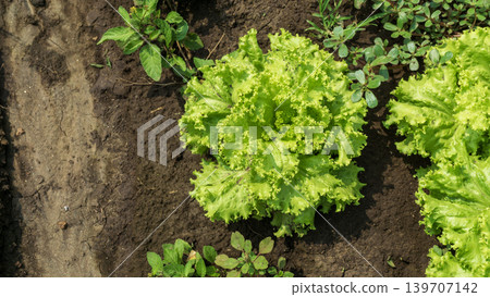 Fresh green curly lettuce (Lactuca sativa) growing on an organic vegetable farm. Fresh green curly lettuce (Lactuca sativa) growing on an organic vegetable farm. 139707142