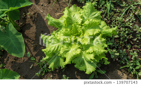 Fresh green curly lettuce (Lactuca sativa) growing on an organic vegetable farm. Fresh green curly lettuce (Lactuca sativa) growing on an organic vegetable farm. 139707143