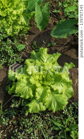 Fresh green curly lettuce (Lactuca sativa) growing on an organic vegetable farm. 139707145