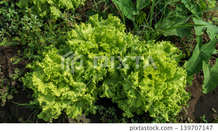 Fresh green curly lettuce (Lactuca sativa) growing on an organic vegetable farm. Fresh green curly lettuce (Lactuca sativa) growing on an organic vegetable farm. 139707147