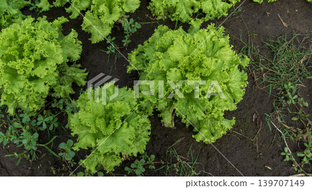 Fresh green curly lettuce (Lactuca sativa) growing on an organic vegetable farm. 139707149