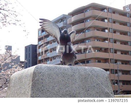 Pigeons mating Pigeons mating 139707235