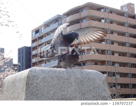 Pigeons mating 139707237