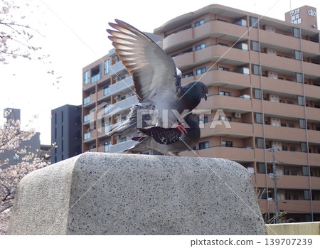 Pigeons mating Pigeons mating 139707239