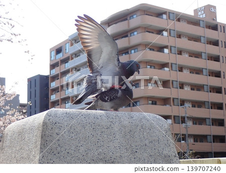 Pigeons mating Pigeons mating 139707240