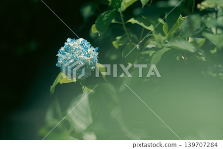 Hydrangea begins to bloom 139707284