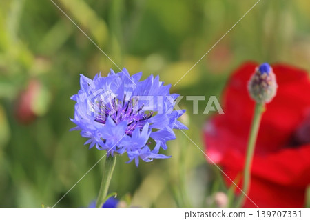 Blue cornflowers and the colors of early summer Blue cornflowers and the colors of early summer 139707331