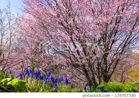 Nitanda Cherry Blossoms and Muscari, where Ooyamazakura and Edohigan cherry trees bloom across the entire hillside in Takafu, Ogawa Village, Kamiminochi District, Nagano Prefecture. 139707380
