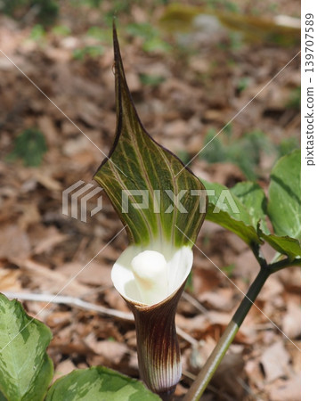 Arisaema sikokianum (20260506103343) Arisaema sikokianum (20260506103343) 139707589