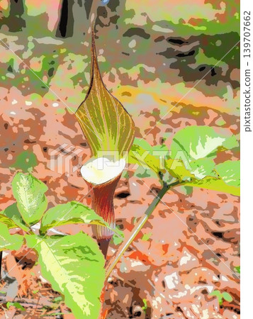 Arisaema sikokianum (afr20260506103327) Arisaema sikokianum (afr20260506103327) 139707662