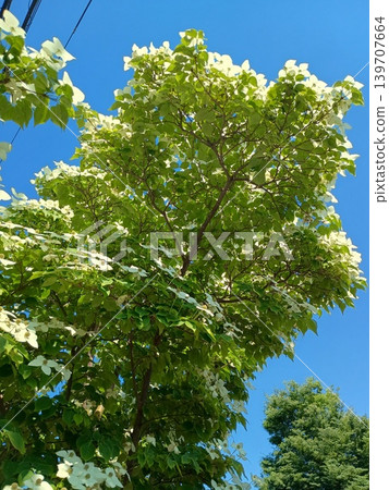 Yamaboushi that shines in the blue sky Yamaboushi that shines in the blue sky 139707664
