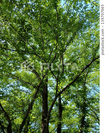 偷看從新綠色的藍天 偷看從新綠色的藍天 139707665