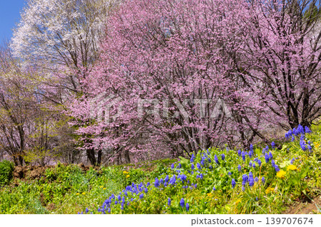 Nitanda Cherry Blossoms and Muscari, where Ooyamazakura and Edohigan cherry trees bloom across the entire hillside in Takafu, Ogawa Village, Kamiminochi District, Nagano Prefecture. Nitanda Cherry Blossoms and Muscari, where Ooyamazakura and Edohigan cherry trees bloom across the entire hillside in Takafu, Ogawa Village, Kamiminochi District, Nagano Prefecture. 139707674
