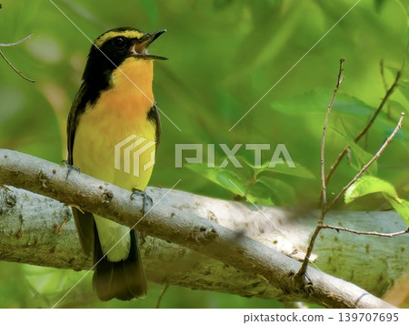 A Japanese Paradise Flycatcher (a wild bird of Japan) sings in a forest of fresh green leaves. A Japanese Paradise Flycatcher (a wild bird of Japan) sings in a forest of fresh green leaves. 139707695