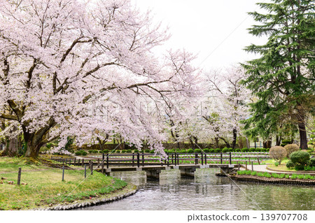 在福島縣伊佐澄神社鳶尾花園中，一棵盛開的大櫻花樹。 139707708