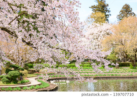 The cherry blossoms are in full bloom at Isasumi Shrine's Iris Garden in Fukushima Prefecture. The cherry blossoms are in full bloom at Isasumi Shrine's Iris Garden in Fukushima Prefecture. 139707710
