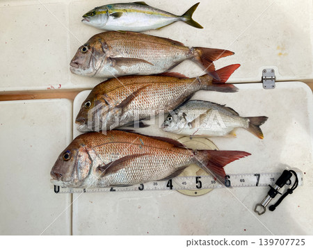A photo of a sea fishing catch showing red sea bream and bluefin tuna side by side. A photo of a sea fishing catch showing red sea bream and bluefin tuna side by side. 139707725