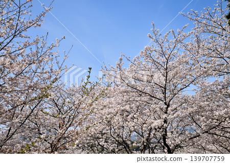 Sakura, Sakura, Sakura Sakura, Sakura, Sakura 139707759