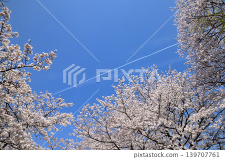 Sakura, Sakura, Sakura Sakura, Sakura, Sakura 139707761