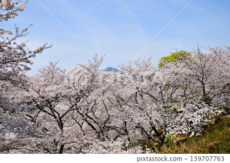 Sakura, Sakura, Sakura 139707763