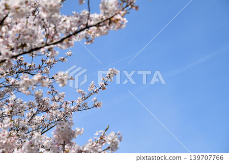 櫻花，櫻花，櫻花 139707766