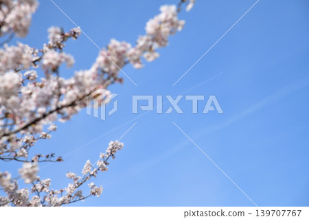 櫻花，櫻花，櫻花 139707767
