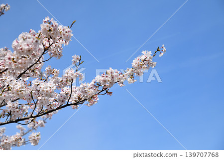 櫻花，櫻花，櫻花 139707768