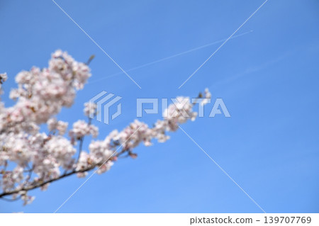 櫻花，櫻花，櫻花 139707769