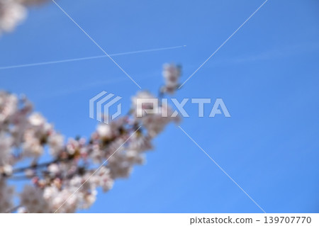 櫻花，櫻花，櫻花 139707770