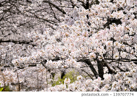 Sakura, Sakura, Sakura 139707774