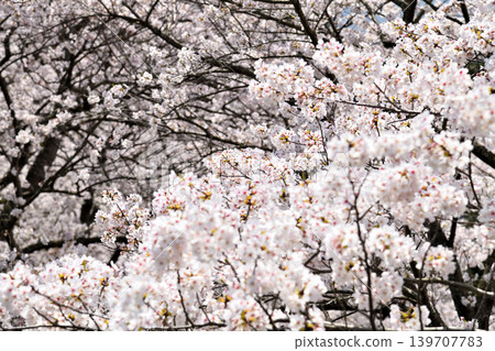 Sakura, Sakura, Sakura Sakura, Sakura, Sakura 139707783