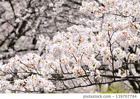 Sakura, Sakura, Sakura Sakura, Sakura, Sakura 139707784