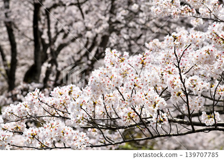 Sakura, Sakura, Sakura Sakura, Sakura, Sakura 139707785